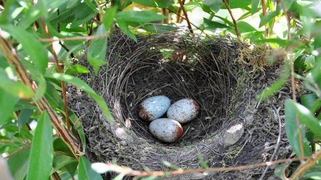 3 de marzo: letras regionales en el Día de la vida silvestre
