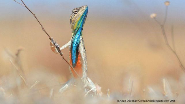 Las curiosas postales finalistas para el premio a la foto más graciosa del reino animal