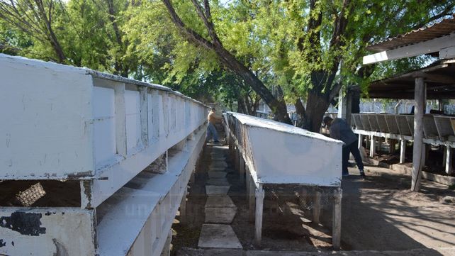 Conejera de la UP
