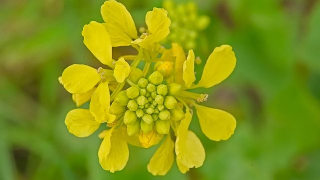 Rapistrum rugosum (mostacilla) presenta resistencia al glifosato.