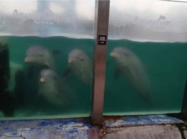 Denuncian que quedaron delfines abandonados tras el cierre del Aquarium de Mar del Plata