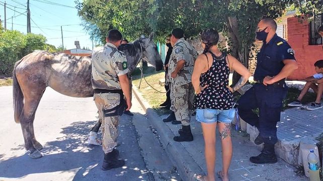 Paraná: rescataron una yegua preñada que estaba herida