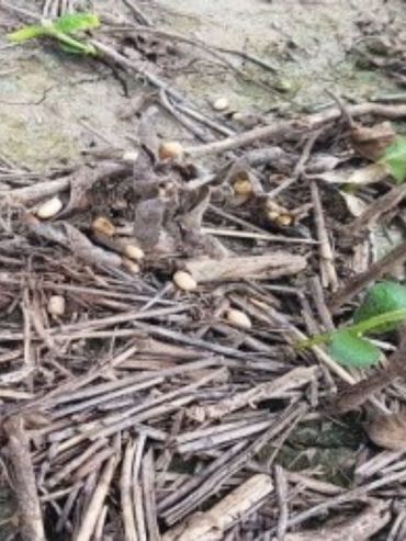Por magros rendimientos de la soja tardía muchos productores de Santa Fe optan por no cosechar