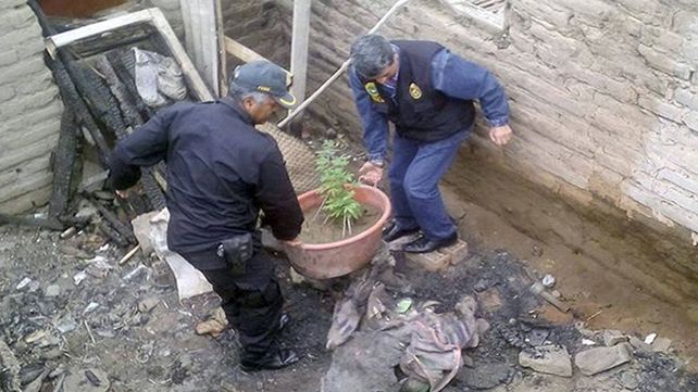 Pinpon, el conejo que se escapaba de casa para consumir marihuana