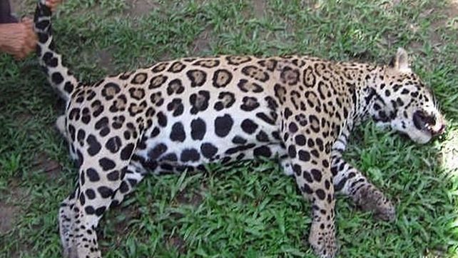 Mataron uno de los últimos 20 yaguaretés que quedaban en Chaco