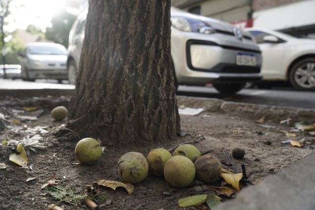 Los frutos de los nogales cayeron sobre varias calles de Rosario.
