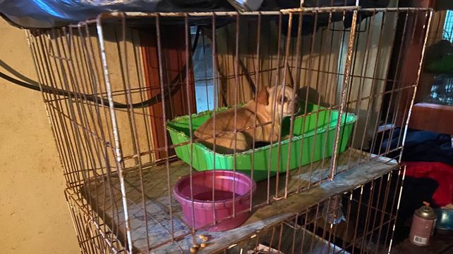 Muchos de los perros estaban ubicados en pequeñas jaulas