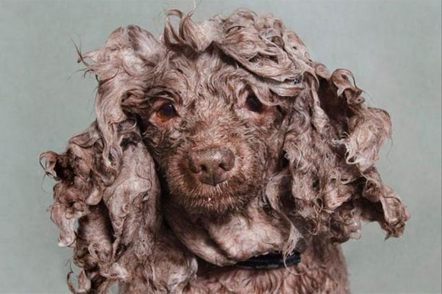 Los adorables y resignados perros mojados