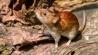 Hantavirus, una enfermedad que suelen transmitir roedores