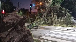 El fuerte temporal de viento y lluvia que se abatió sobre la ciudad este miércoles a la madrugada provocó la caída de varios árboles añosos.