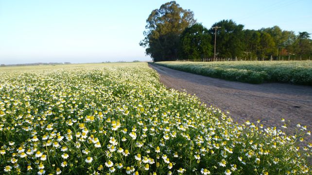 La familia que reconvirtió su empresa agropecuaria con foco en la sostenibilidad