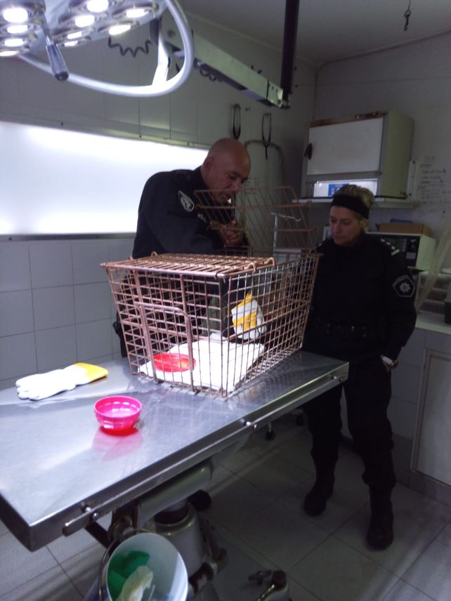 El gato fue derivado a una clínica veterinaria donde quedará unos días en tratamiento y después será entregado a personal de la Dirección de Fauna.&nbsp;