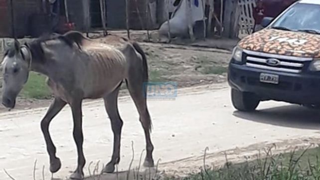 Paraná: rescataron dos caballos en avanzado estado de desnutrición
