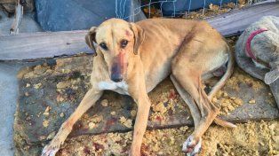 Discusión violenta: lo detuvieron porque atacó al perro de su hermano con un cuchillo