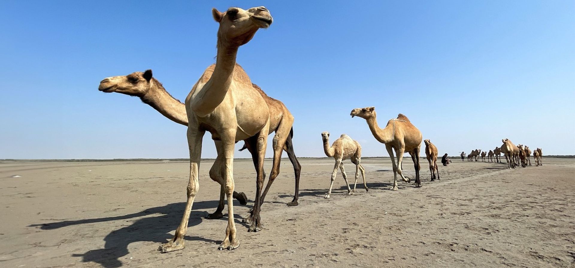 Camellos caminan sobre la arena cerca del puerto de al-Salif, en el Mar Rojo, Yemen, Foto: REUTERS/Khaled Abdullah Camellos caminan sobre la arena cerca del puerto de al-Salif, en el Mar Rojo, Yemen, Foto: REUTERS/Khaled Abdullah