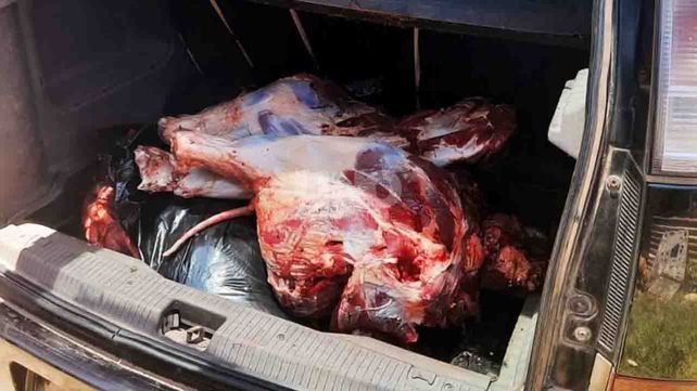 Tenía un novillo robado y faenado en el baúl y terminó preso