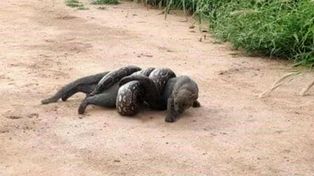 La tremenda lucha entre una boa lampalagua y un puma