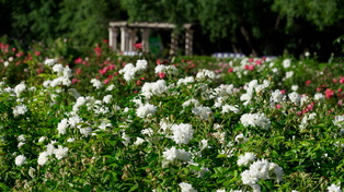Los enamorados podrán casarse este 14 de febrero en el Rosedal del parque Independencia