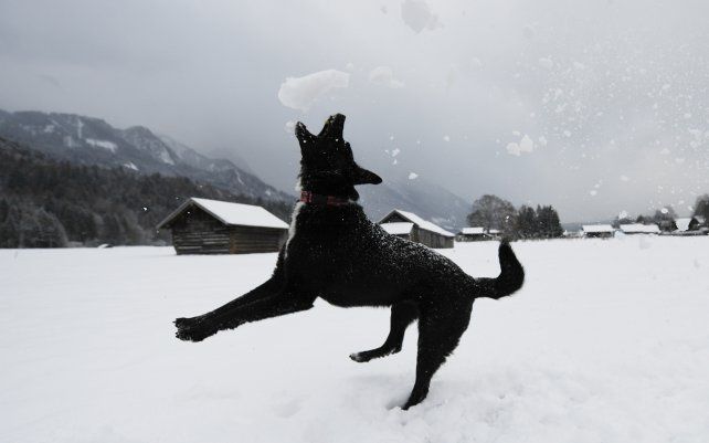 Un perro juega en medio de la nieve recién caída en la ciudad de Garmisch-Partenkirchen, Baviera.