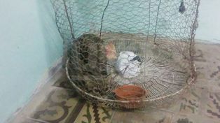 Rescataron un gato montés encerrado en el patio de una vivienda santafesina
