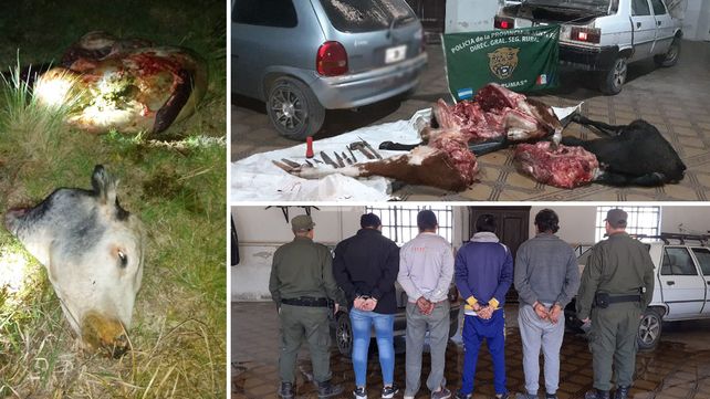 Matan, faenan y roban dos vacunos: atraparon a cinco cuatreros