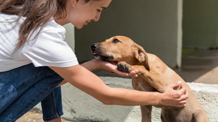 Acariciar a los perros genera una sensación de calma y relajación