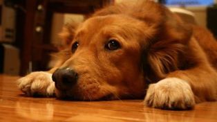 Cómo cuidar a los animales de la pirotecnia en estas fiestas