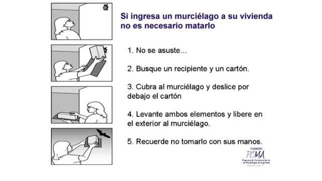 Murciélagos en Paraná: guardianes nocturnos y claves para una convivencia segura