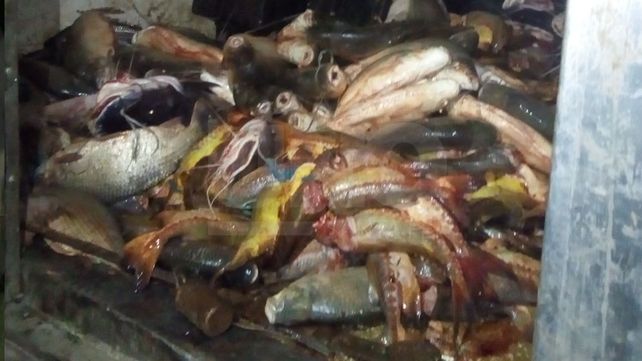 Secuestraron más de media tonelada de pescados depredados