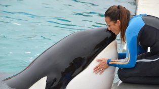 Adiós a Kshamenk, la orca que marcó una historia en Mundo Marino