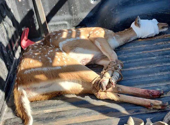 El ciervo axis herido encontrado en el predio de Vicentin