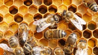 La Assal prohibió dos nuevos productos