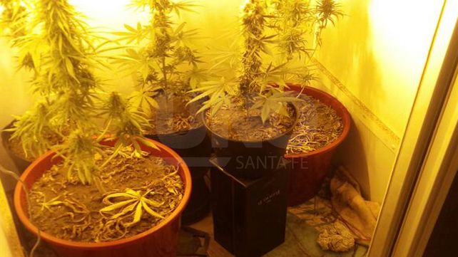 Cayó un joven que cultivaba plantas de marihuana en un departamento