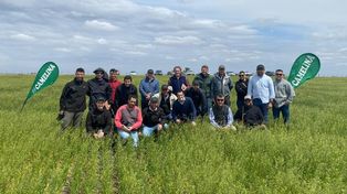 La corta duración del ciclo y su resistencia la frío, hacen que Camelina entre en la rotación en invierno sin que un cultivo de verano pierda potencial.