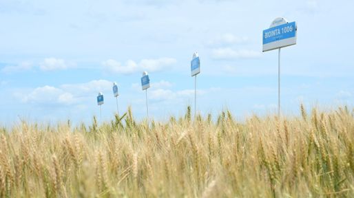 Brasil apuesta al trigo HB4 para duplicar su producción