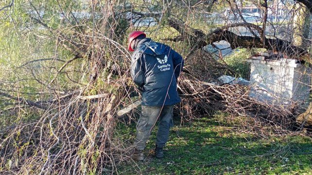 El fuerte viento dejó 20 árboles caídos en la ciudad