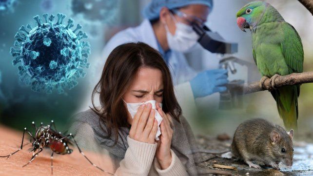 Aumentan los casos de gripe A y alertan por el crecimiento de la psitacosis y la leptospirosis en la provincia de Santa Fe