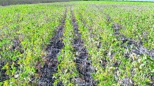 La Niña se consolida en 2020 con más escasez de lluvias