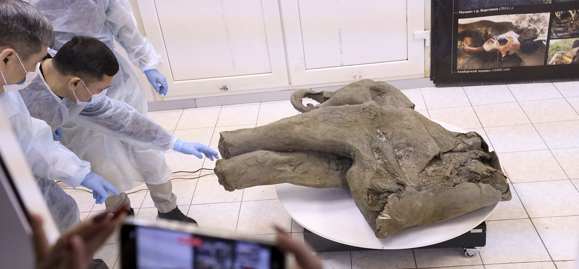 Científicos de la universidad muestran los restos de una cría de mamut de 50.000 años de antigüedad, descubierta por el derretimiento del permafrost en Siberia, Rusia, el lunes 23 de diciembre de 2024. (Michil Yakovlev, canal de Telegram del Museo del Mamut de la Universidad Federal del Noreste de Rusia vía AP)