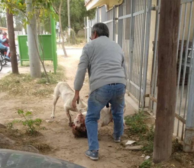 Una bestia que produce un castigo imperdonable a perros de la calle