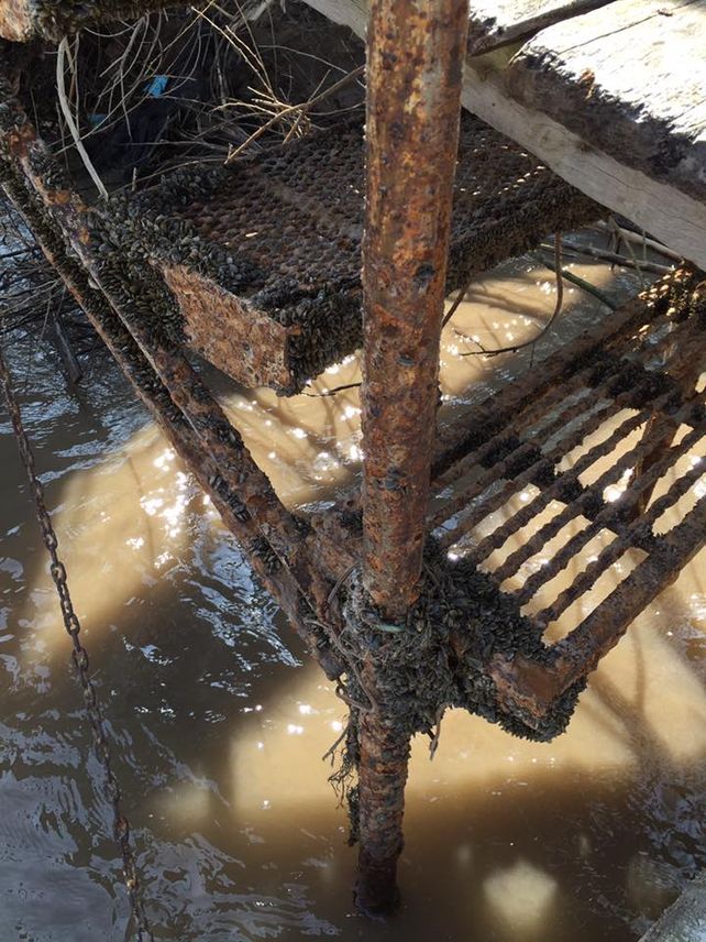 Invasión en aguas y costas. Los restos de mejillón dorado se pueden apreciar en las márgenes del Paraná.
