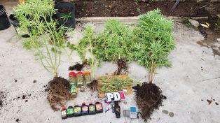 Además de marihuana secuestraron armas y dinero
