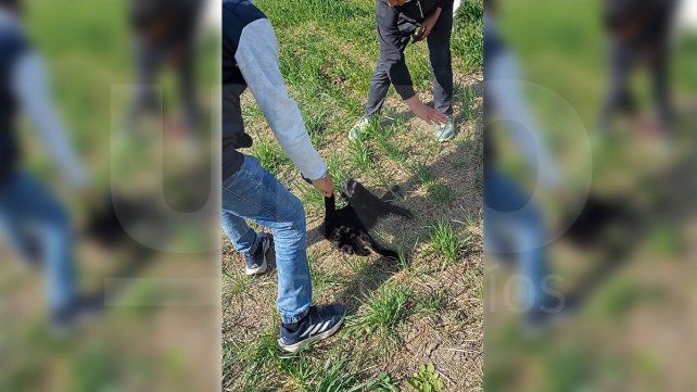 Jóvenes de entre 14 y 16 años de General Ramírez fueron identificados y denunciados ante la Fiscalía tras registrar brutales agresiones contra un animal