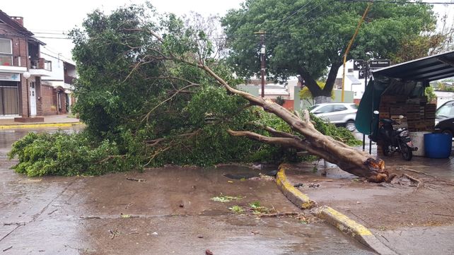 El temporal provocó caída de árboles, voladuras de techos y calles anegadas
