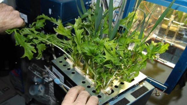 Todo comenzó en los 70 cuando científicos de Estados Unidos y Rusia se unieron para desarrollar plantas en el espacio.