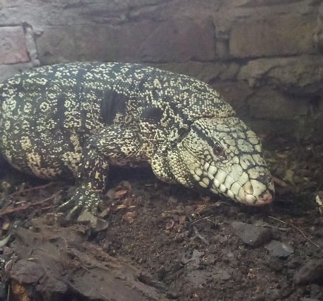 El ejemplar de lagarto overo rescatado este martes por los Bomberos Zapadores del motor de un vehículo en zona sur. Hoy está en Mundo Aparte.