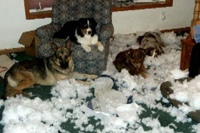 Las 10 cosas favoritas que a los perritos les gusta mucho destruir