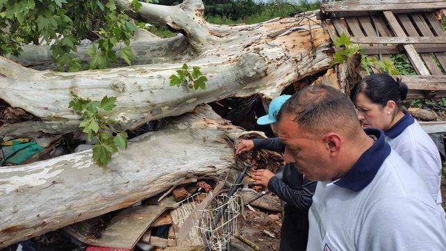 Un árbol cayó sobre el techo y destruyó una vivienda precaria en la zona sur