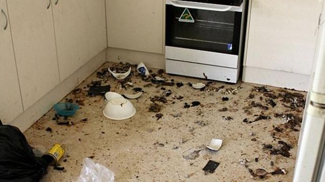 Una mujer fue condenada por abandonar a 14 gatos que se devoraron entre sí