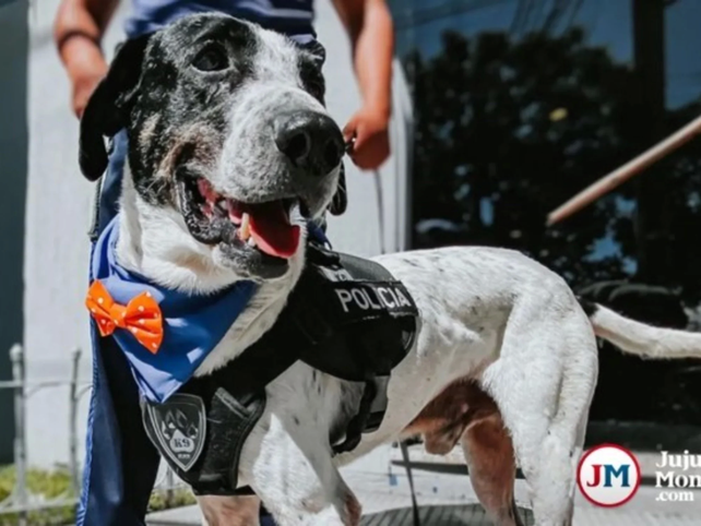 Se retira Falopa, el perro que se hizo famoso por hallar personas desparecidas